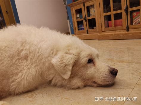 北极熊犬(大白熊犬多少钱一只)-宠物狗-东江宠物网