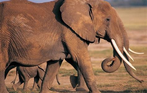 南非大象突然冲向卡车吓懵司机-大象能撞的过卡车吗 - 见闻坊