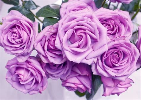 紫色玫瑰花语是什么（浅谈紫玫瑰花的寓意和传说） - 花儿网