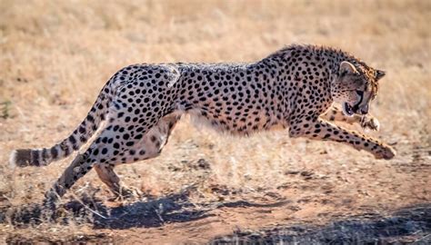 两只在非洲草地上拯救的豹子在大型猫科动物保护区高清图片下载-正版图片506536840-摄图网