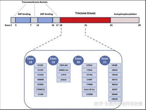 RNA杂交系统__伯信生物