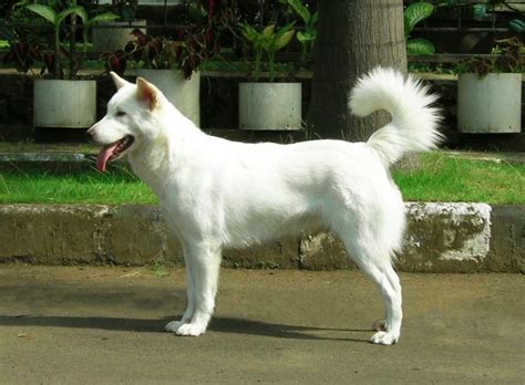 Anjing Golden : Karakter, Variasi Jenis, kelebihan & Harga (Update)