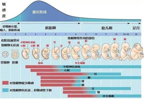 怀孕22周胎儿大小和发育标准-有来医生