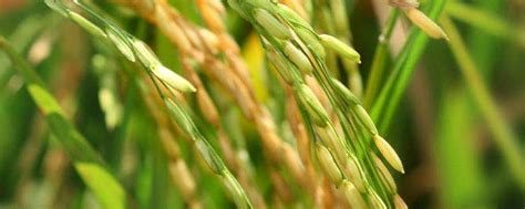 杂交水稻的价值意义，杂交水稻和普通水稻的区别-农百科