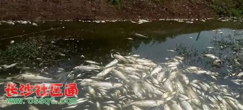 白洋淀上游百亩养鱼场水质变黑臭 5万多斤鱼死亡-搜狐新闻