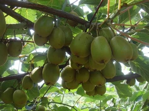 猕猴桃种植， 猕猴桃的栽培管理技术分析，掌握起来种植很简单|猕猴桃|栽培|土壤_新浪新闻