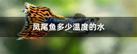 凤尾鱼怀孕多久能下崽 - 生活百科 - 微文网(维文网)