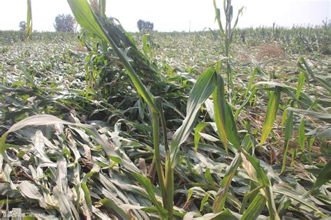 浅析农林抗旱保水剂对肥料的吸附作用微生物土壤抗旱保水剂