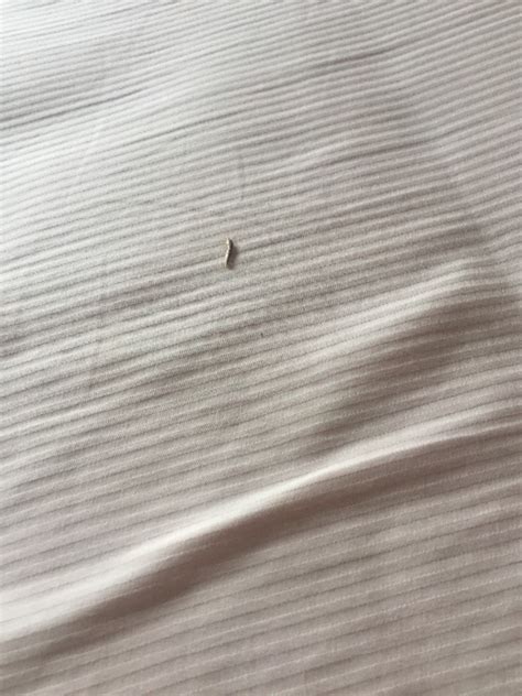 请问这是什么虫子？如何防治？是在卧室的床垫上发现的，有毛，3-5毫米大小。_百度知道