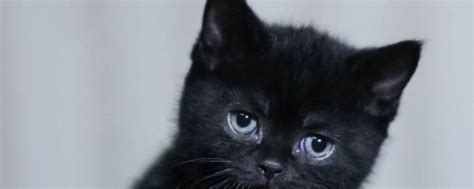 纯黑色的猫是什么品种（特别黑的短毛猫都有哪些品种）-大盘站 - 大盘站