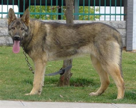 狼青品系的昆明犬，与强悍霸气的狼青犬相比，更受到人们的青睐！-搜狐大视野-搜狐新闻