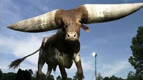 世界上最强壮的牛和角最大的牛，要不是视频真不敢相信