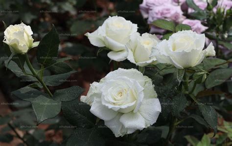 白玫瑰图片_窗台栽培白玫瑰图片大全 - 花卉网