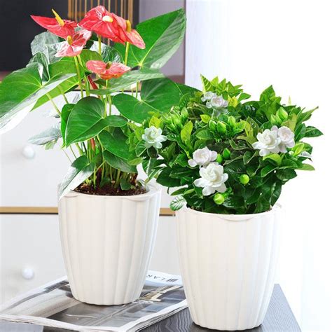 室内养花不可少的8种开花植物，附详细养护小技巧 - 知乎