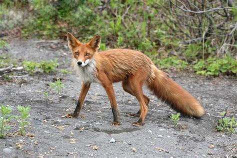 罕见银黑狐现身门头沟，专家：非法放生对本地物种十分不利_手机新浪网