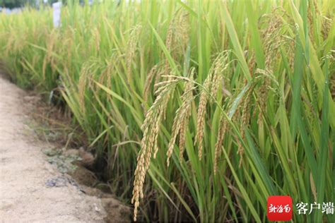亩产突破1222斤！超级稻刷新清远水稻连片种植新纪录_凤凰网