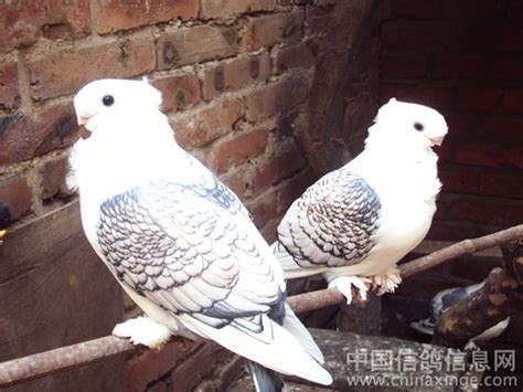 观赏鸽欣赏-中国信鸽信息网相册