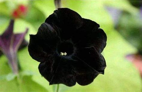 黑色曼陀罗的花语是什么?黑色曼陀罗的寓意和象征-花卉百科-中国花木网