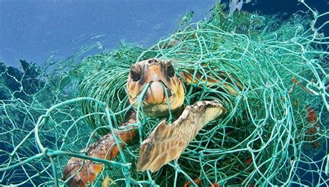 每年800万吨海洋垃圾，你生产了多少？
