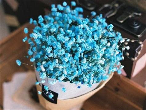 蓝色满天星的花语是什么？蓝色满天星的寓意和象征-花卉百科-中国花木网