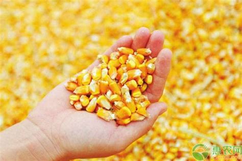 阿里巴巴企业店铺 天翼种业 玉米种子类产品 首页 详情页_530784219-站酷ZCOOL