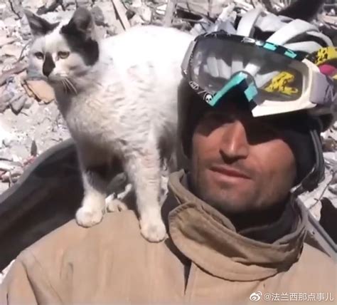 俄罗斯人救猫集锦 | 战斗民族救战斗猫，一个比一个唬|猫|集锦|战斗_新浪新闻