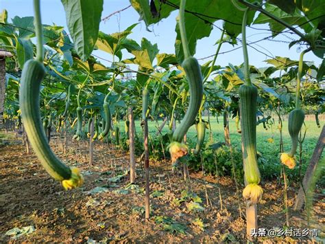 种植黄瓜、丝瓜和苦瓜，学会这几招，天天有瓜摘、好吃又高产 - 种植知识 - 花果之家