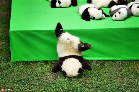 2016成都繁育成活大熊猫幼崽27只创历史最高纪录--图片频道--人民网