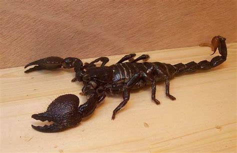 蝎子是昆虫吗，吃什么，有哪些生长特征 - 农敢网