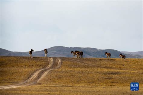 西藏羌塘草原藏羚羊、藏野驴等成群觅食