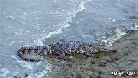 上海黄浦江畔的鳄鱼抓到了_誉云网络