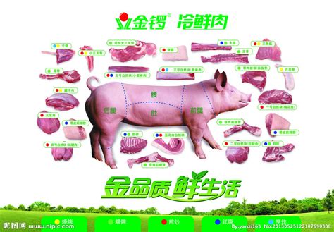 金锣冷鲜肉设计图__展板模板_广告设计_设计图库_昵图网nipic.com