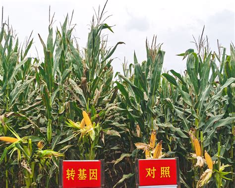 转基因玉米的种植会影响大田中节肢动物的多样性吗？ _www.isenlin.cn