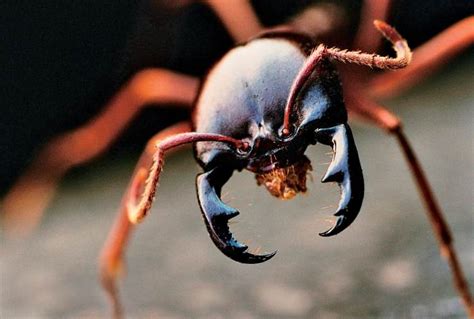 蛛丝“蚂”迹——拟蚁、蚁客与食蚁 - 知乎