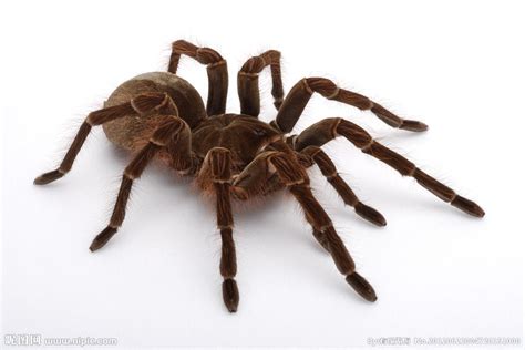 科学网—蜘蛛和它的卵袋 - 张珑的博文