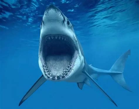 巨齿鲨大战大白鲨,四头鲨吃鲨,1000只鲨vs巨齿鲨(第2页)_大山谷图库