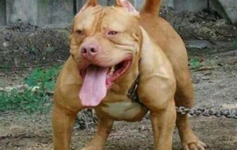 世界上十大最危险的狗:藏獒上榜 纽伯利顿犬土佐犬凶残 - 动物之最
