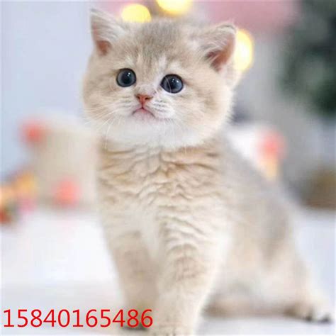 加菲猫幼崽摄影图__家禽家畜_生物世界_摄影图库_昵图网nipic.com