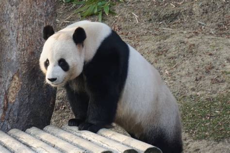 黑白的国宝大熊猫乃们都喜欢对不对？那么，棕色的大熊猫怎么办？ - 知乎