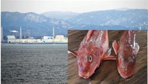 【新闻】日本福岛核电站附近发现超标"辐射鱼" 长相恐怖 - 航运360网