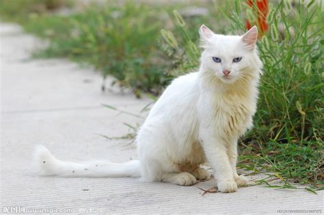 可爱猫咪的白色猫咪 - 素材公社 tooopen.com