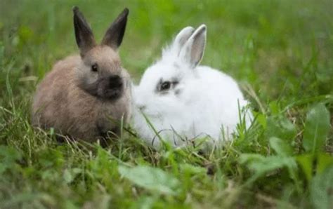 小兔子从出生到长大，记录下的过程