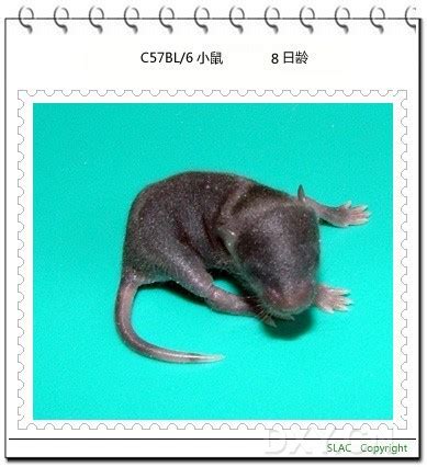 C57BL/6小鼠日龄照片（1-22日龄）（多图）- 生命经纬知识库