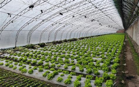 通化市：温室大棚“春意浓”，设施农业促增收