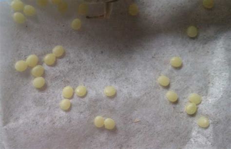 蚕宝宝的生长过程详解（附图片） - 种植研究