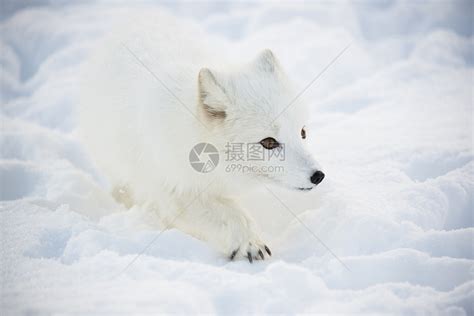 北极狐狐狸白色猎人野生动物山脉捕食者毛皮蓝色动物高清图片下载-正版图片321986040-摄图网