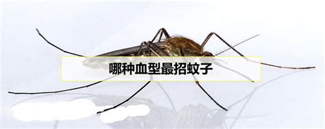 蚊子最喜欢什么样的血型 - 运富春