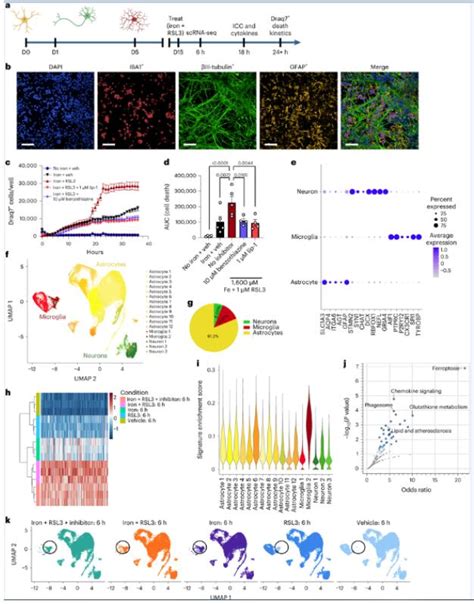 唐宇团队综述神经退行性病中小胶质细胞表型异质性及表观遗传调控机制|论文_新浪新闻