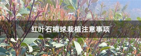 红叶石楠球栽植注意事项-种植技术-中国花木网
