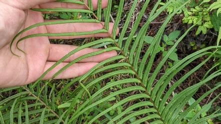短叶水蜈蚣-神农架植物-图片